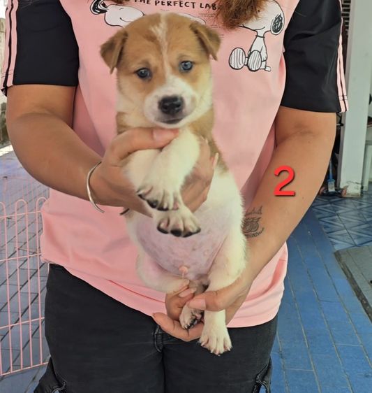 ลูกบางแก้วผสมไทยหลังอาน เลี้ยงง่าย ทนทาน ฉลาด เฝ้าบ้านดี จาก kankarnclub มีจัดส่งทั่วประเทศ(กันย์เจ้าเก่าครับ) รูปที่ 4