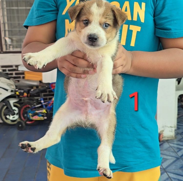 ลูกบางแก้วผสมไทยหลังอาน เลี้ยงง่าย ทนทาน ฉลาด เฝ้าบ้านดี จาก kankarnclub มีจัดส่งทั่วประเทศ(กันย์เจ้าเก่าครับ) รูปที่ 3