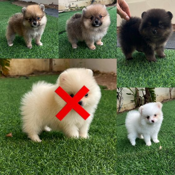 ปอมแท้สระบุรี2017 ส่งทุกจังหวัด 