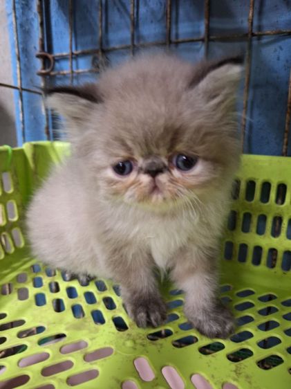 ลูกแใวเอ็กโซติก