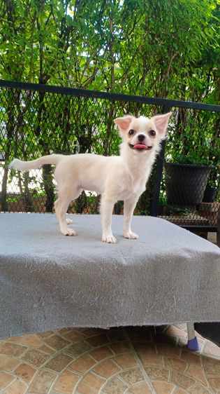 ชิวาวา (Chihuahua) เล็ก ชิวาวา เพศเมีย