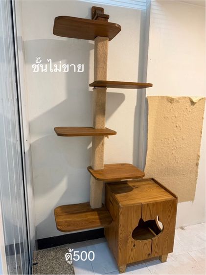 คอนโดแมว รูปที่ 6
