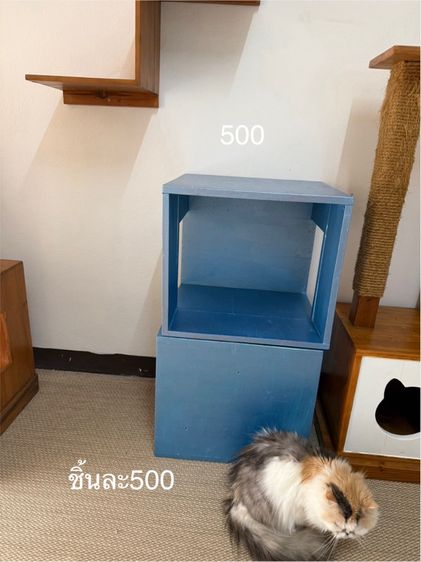 คอนโดแมว รูปที่ 2