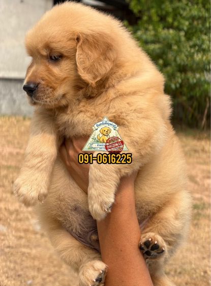 น้องโกลเด้นรีทริฟเวอร์ Oversized เกรดหมี มีใบเพ็ดรับรองสายพันธุ์ รูปที่ 3