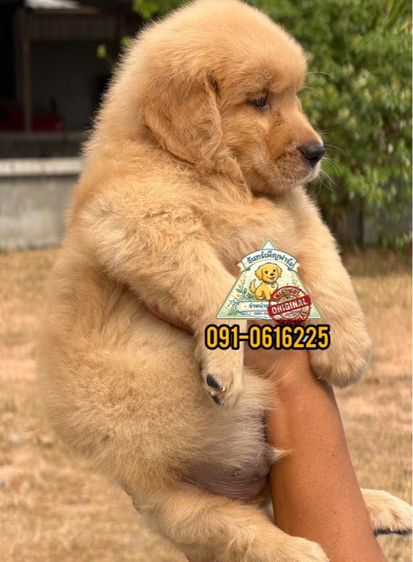 น้องโกลเด้นรีทริฟเวอร์ Oversized เกรดหมี มีใบเพ็ดรับรองสายพันธุ์ รูปที่ 4