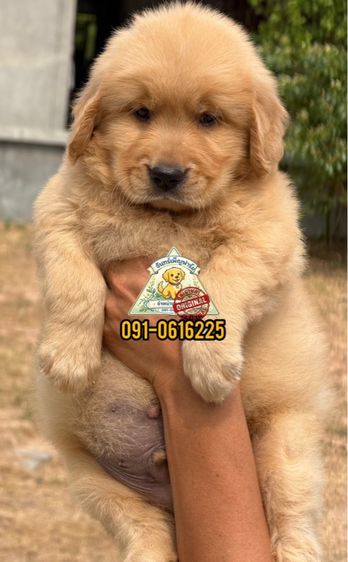 น้องโกลเด้นรีทริฟเวอร์ Oversized เกรดหมี มีใบเพ็ดรับรองสายพันธุ์