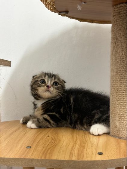 สก็อตติช โฟลด์ (Scottish Fold) แมวสก็อตติช