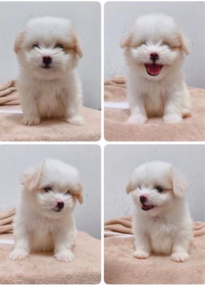 ชิสุ (Shih Tzu) เล็ก สุนัข