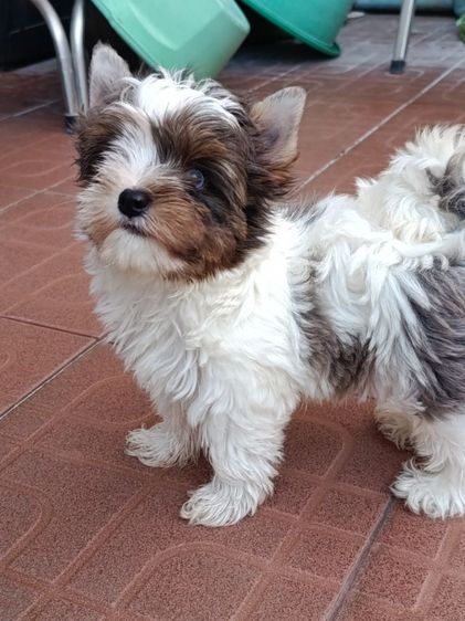 ยอร์คเชียร์ เทอร์เรีย (Yorkshire Terrier) เล็ก ยอรคสีพิเศษตาฟ้า บีเวอร์ยอร์คเชียร์แท้ ยอรค3สี จัดโปรโมชั่น