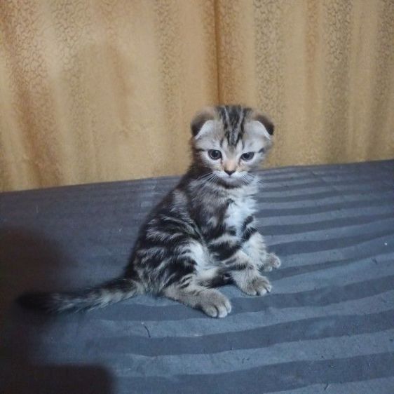 สก็อตติช โฟลด์ (Scottish Fold) สก๊อตติชโฟ
