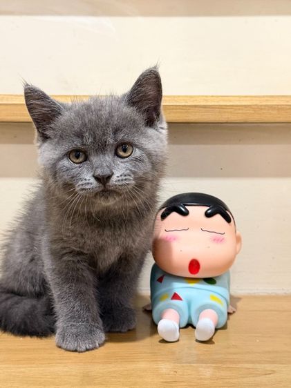 บริติช ช็อตแฮร์ (British Shorthair) สีบลู