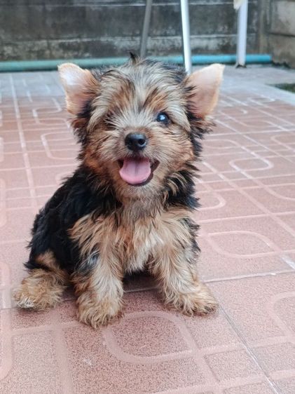 ยอร์คเชียร์ เทอร์เรีย (Yorkshire Terrier) เล็ก ลูกยอร์คเชียร์แท้ ผู้หญิง  ราคาเบาหวิว