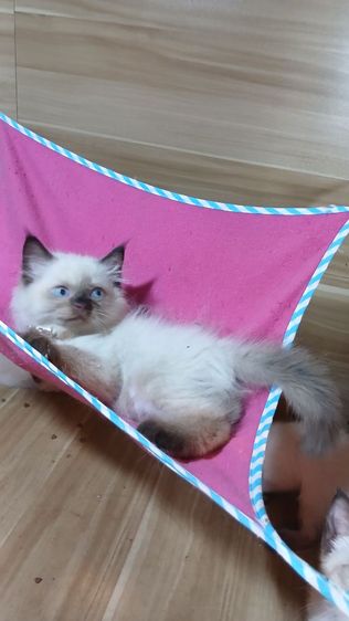 แมวหิมาลายัน เพศผู้ ปลายหางสะดุดนิดคะตรวจหัดให้ก่อนย้ายรับประกันเอดส์แมวกับรคีเมียคะ