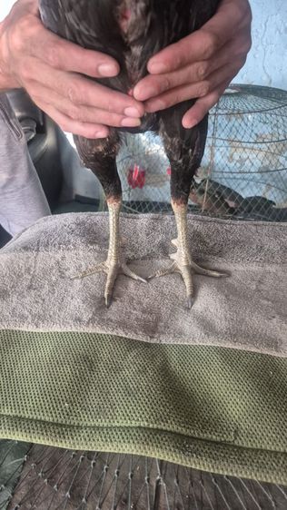 เปิดแบ่งไก่ไหม่ขึ้นฝูงสายเลือดสมีสุวรรณ ราคาตัวละ1000