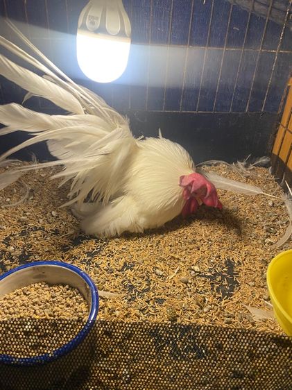 ไก่แจ้