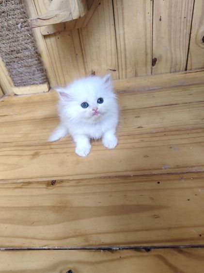เปอร์เซีย (Persian) แมวเปอร์เซียสีขาวล้วนตาหวาน