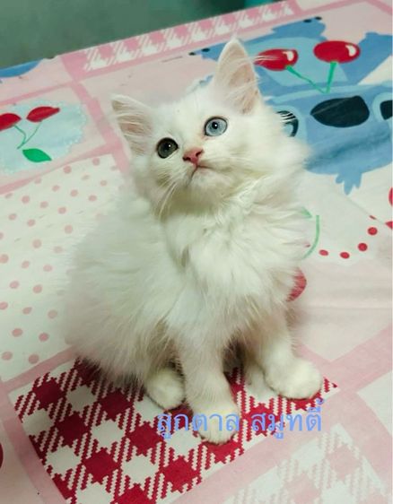 เปอร์เซีย (Persian) เปอร์เซีย