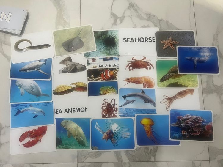 English books flash cards ของเล่น รูปที่ 9