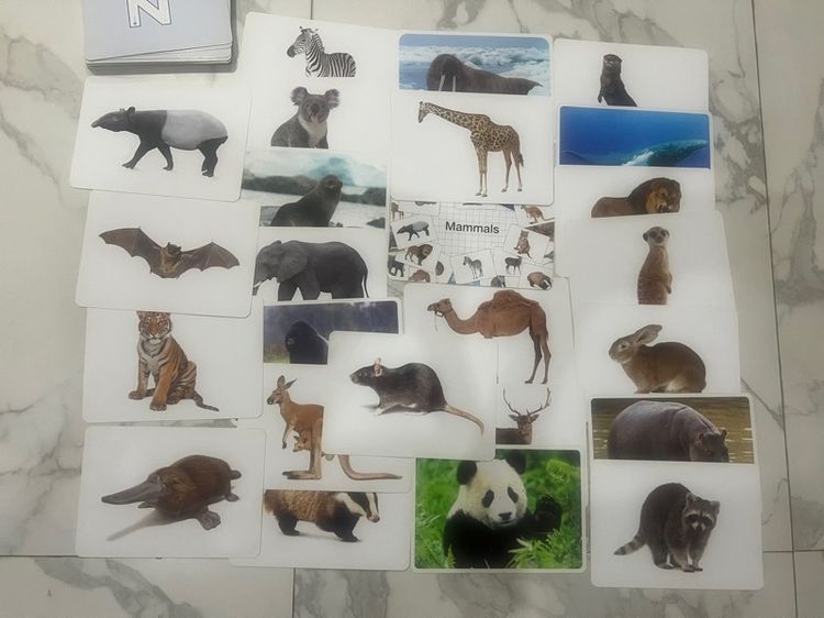 English books flash cards ของเล่น รูปที่ 10