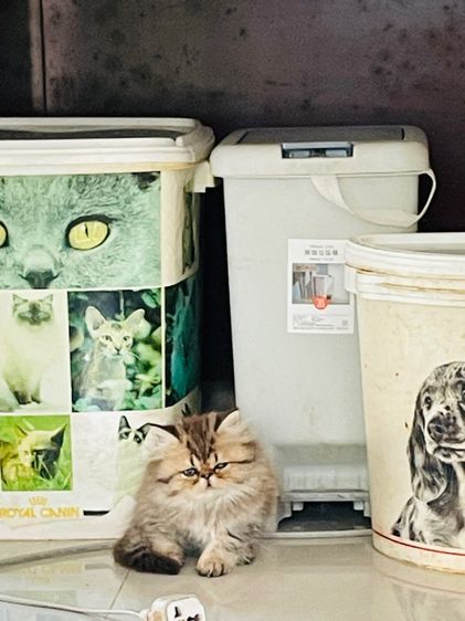 ขายชินชิล่าโกลเดัน รูปที่ 7