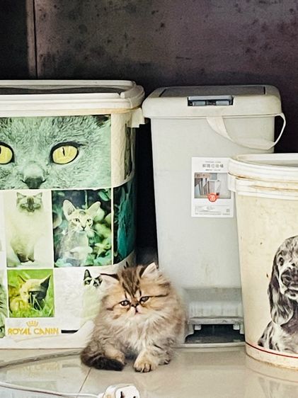 ขายชินชิล่าโกลเดัน รูปที่ 3