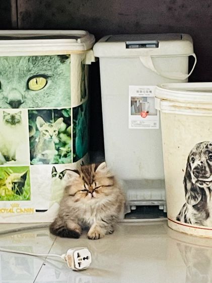ขายชินชิล่าโกลเดัน รูปที่ 5