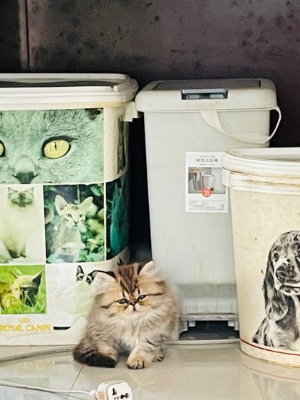 ขายชินชิล่าโกลเดัน รูปที่ 6
