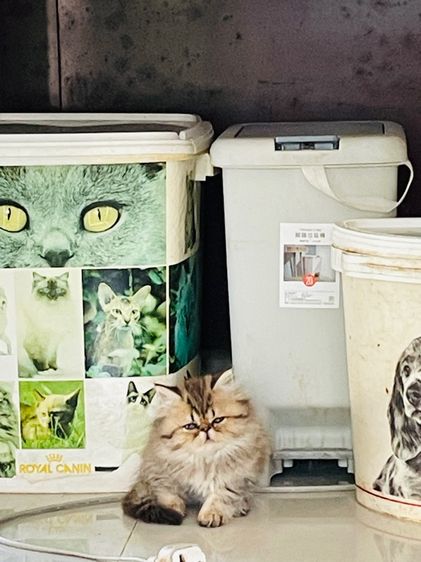 ขายชินชิล่าโกลเดัน รูปที่ 4