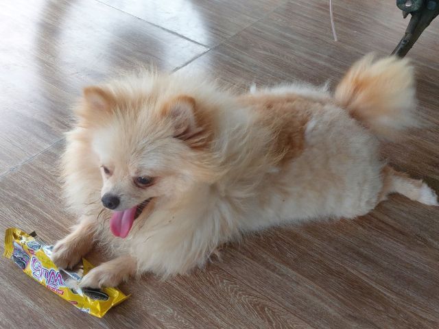 ปอมเมอเรเนียน (Pomeranian) เล็ก ขายปอมเมอเรเนี่ยน