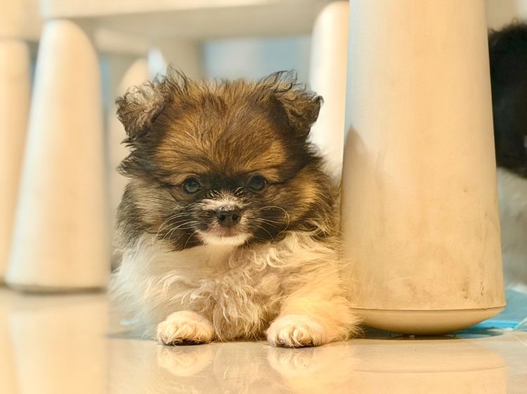 ปอมปอม รูปที่ 6