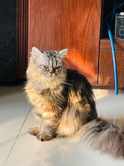 ขายแมวเปอร์เซีย บราวน๋แท๊บบี่ รูปที่ 7
