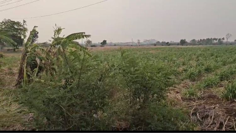 ขายด่วนที่ดิน 25 ไร่ อำเภอพัฒนานิคม จังหวัดลพบุรี
