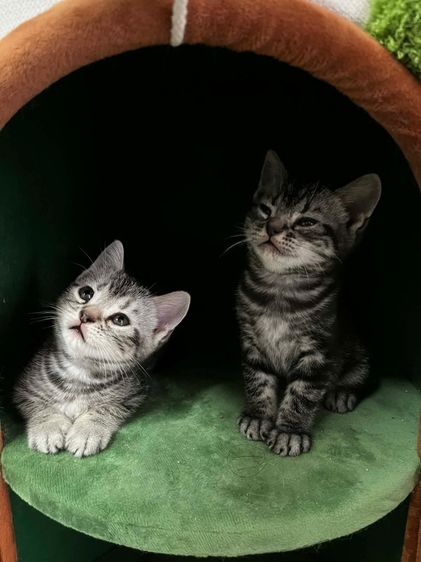 อเมริกัน ชอร์ตแฮร์ (American Shorthair) แมวอเมริกันชอตแฮร์แท้