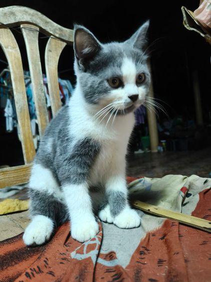 สก็อตติช โฟลด์ (Scottish Fold) น้องแมวสก๊อตติช เปอร์เซีย
