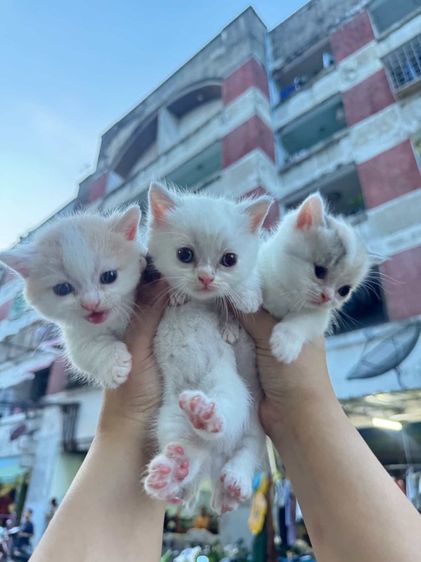มันช์กิ้น (Munchkin) มันช์กิ้น