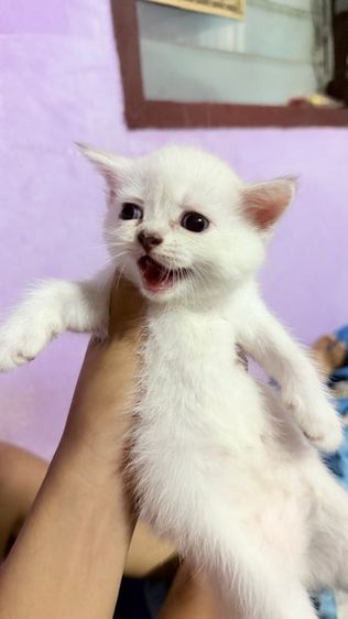 สก็อตติช โฟลด์ (Scottish Fold) สก๊อตติช