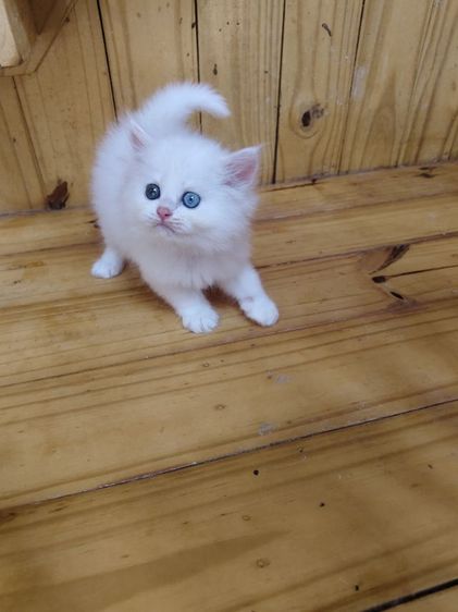 เบงกอล (Bengal House Cat) แมวเปอร์เซียแท้ ตาสองสี