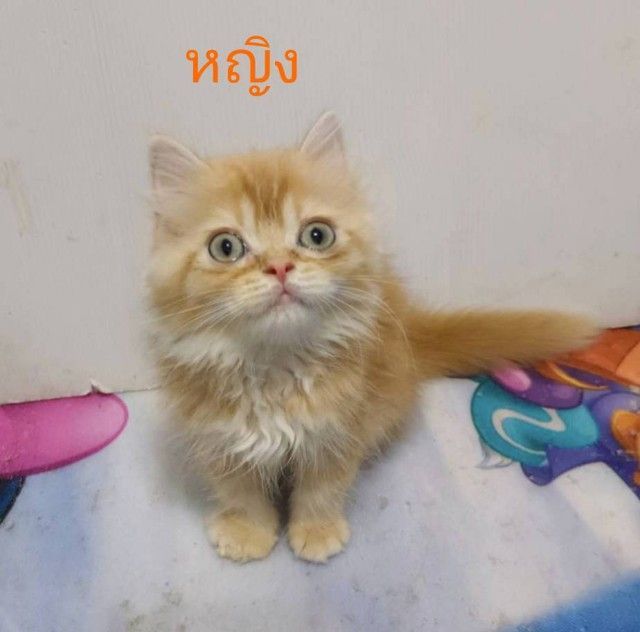 เปอร์เซีย (Persian) ขายแมวเปอร์เซียแก๊งส้มการ์ฟิวส์