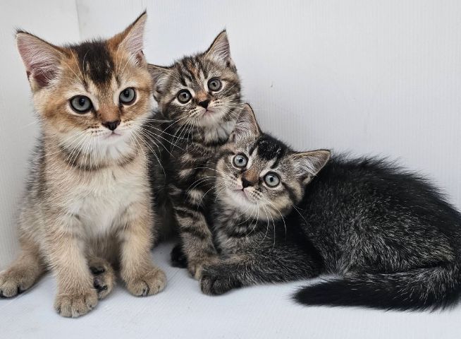 สก็อตติช โฟลด์ (Scottish Fold) สก็อตติชแท้