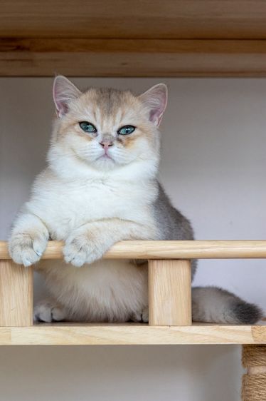 British Shorthair (ดญ รหัสสี Ay)