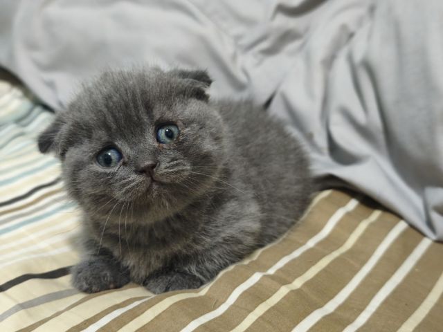 สก็อตติช โฟลด์ (Scottish Fold) ขาสั้น บลู ญ😻😸