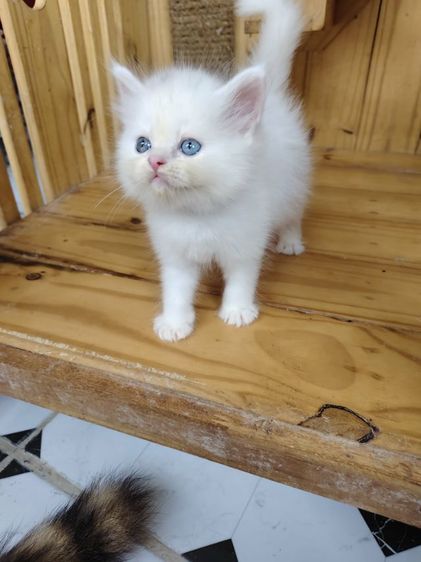 เปอร์เซีย (Persian) แมวเปอร์เซียตาสองสี