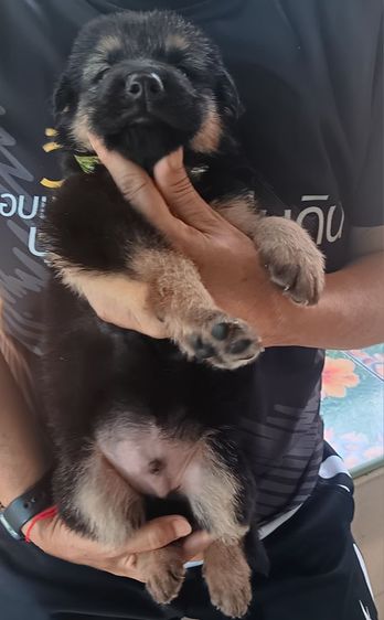 หาบ้านให้น้องหมา รูปที่ 3
