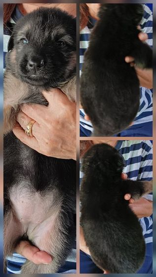 หาบ้านให้น้องหมา รูปที่ 2