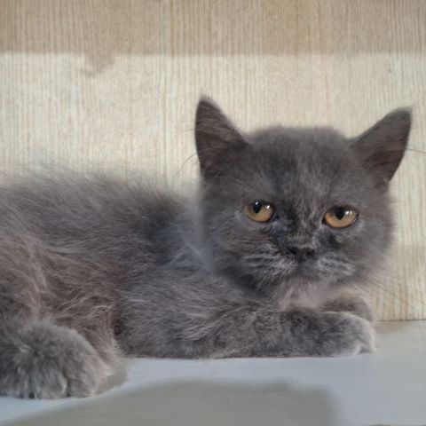 บริติช ชอร์ตแฮร์ (British Shorthair) ลูกแมวบริติช