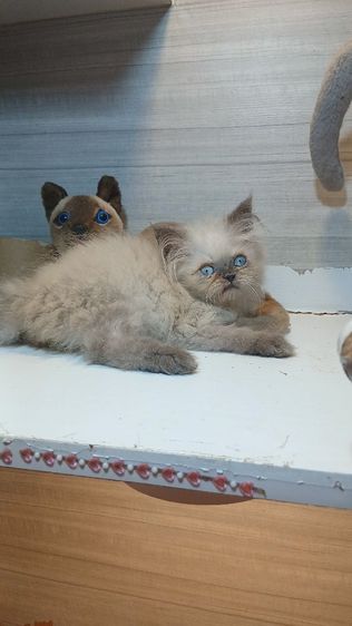 เปอร์เซีย (Persian) แมวหิมาลายัน สีบลูพ้อยท์ เพศเมีย ตรวจหัดให้ก่อนย้ายรับประกันเอดส์แมวกับรคีเมียคะ