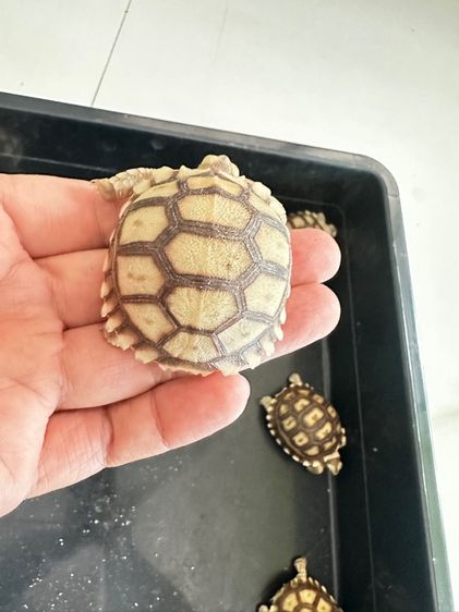 ซูคาต้า เด็ก อ้วนๆ