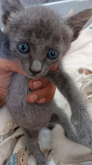 Russian Blue