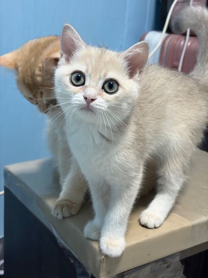 บริติช ชอร์ตแฮร์ (British Shorthair) แมว บริติช British