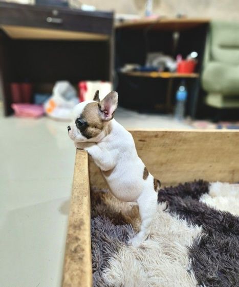 เฟรนช์ บูลด็อก (French Bulldog) เล็ก เฟรนช์บูลด็อก
